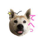 柴犬ハナちゃん。（個別スタンプ：27）