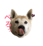 柴犬ハナちゃん。（個別スタンプ：28）