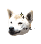 柴犬ハナちゃん。（個別スタンプ：30）