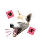 柴犬ハナちゃん。（個別スタンプ：32）