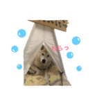 柴犬ハナちゃん。（個別スタンプ：34）