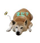 柴犬ハナちゃん。（個別スタンプ：35）