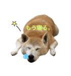 柴犬ハナちゃん。（個別スタンプ：36）