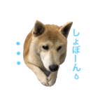 柴犬ハナちゃん。（個別スタンプ：38）