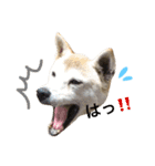 柴犬ハナちゃん。（個別スタンプ：39）