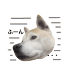柴犬ハナちゃん。（個別スタンプ：40）