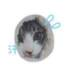大福だいちゃん（個別スタンプ：3）