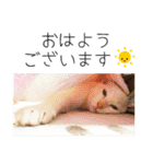 ひとみのねこ（個別スタンプ：1）