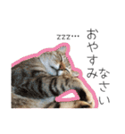ひとみのねこ（個別スタンプ：2）