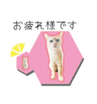 ひとみのねこ（個別スタンプ：4）