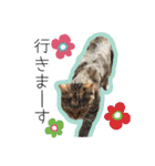 ひとみのねこ（個別スタンプ：6）