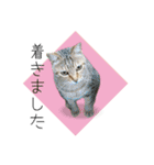 ひとみのねこ（個別スタンプ：7）