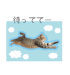 ひとみのねこ（個別スタンプ：8）