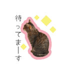 ひとみのねこ（個別スタンプ：9）