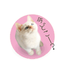 ひとみのねこ（個別スタンプ：10）
