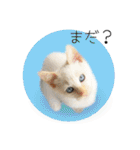 ひとみのねこ（個別スタンプ：11）