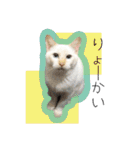 ひとみのねこ（個別スタンプ：13）