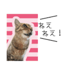 ひとみのねこ（個別スタンプ：14）