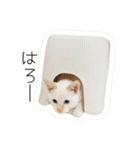 ひとみのねこ（個別スタンプ：15）