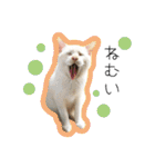 ひとみのねこ（個別スタンプ：17）