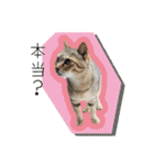 ひとみのねこ（個別スタンプ：18）
