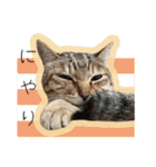 ひとみのねこ（個別スタンプ：20）