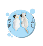 ひとみのねこ（個別スタンプ：22）