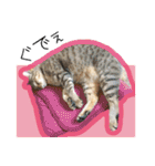 ひとみのねこ（個別スタンプ：23）