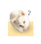 ひとみのねこ（個別スタンプ：24）