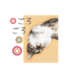 ひとみのねこ（個別スタンプ：25）