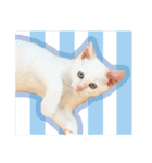 ひとみのねこ（個別スタンプ：26）
