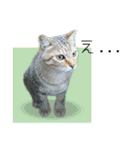 ひとみのねこ（個別スタンプ：27）