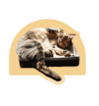 ひとみのねこ（個別スタンプ：28）