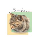 ひとみのねこ（個別スタンプ：30）