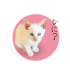 ひとみのねこ（個別スタンプ：34）