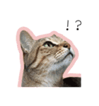 ひとみのねこ（個別スタンプ：35）