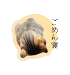 ひとみのねこ（個別スタンプ：36）