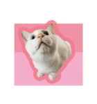 ひとみのねこ（個別スタンプ：37）