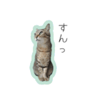 ひとみのねこ（個別スタンプ：38）