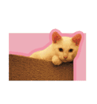 ひとみのねこ（個別スタンプ：40）