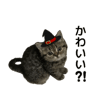 ミヌエットのショコラ子猫写真3ハロウィン（個別スタンプ：15）