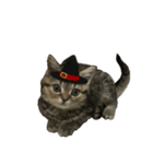 ミヌエットのショコラ子猫写真3ハロウィン（個別スタンプ：16）