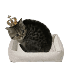 ミヌエットのショコラ子猫写真3ハロウィン（個別スタンプ：18）
