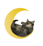 ミヌエットのショコラ子猫写真3ハロウィン（個別スタンプ：21）