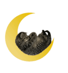 ミヌエットのショコラ子猫写真3ハロウィン（個別スタンプ：22）