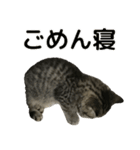 ミヌエットのショコラ子猫写真3ハロウィン（個別スタンプ：23）