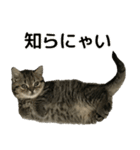 ミヌエットのショコラ子猫写真3ハロウィン（個別スタンプ：24）