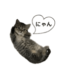 ミヌエットのショコラ子猫写真3ハロウィン（個別スタンプ：26）