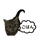 ミヌエットのショコラ子猫写真3ハロウィン（個別スタンプ：27）