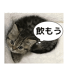 ミヌエットのショコラ子猫写真3ハロウィン（個別スタンプ：28）
